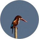 Arunava Saha profile picture